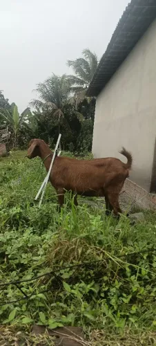 CABRA SOLTEIRA PRENHE