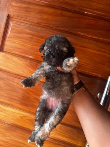 Vende única filhote de poodle toy n1 fêmea se tiver interesse chama privado 