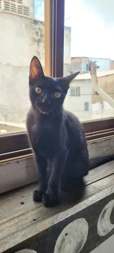 Gatinha preta para adoção 