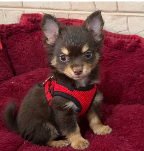 Chihuahua macho pelo longo