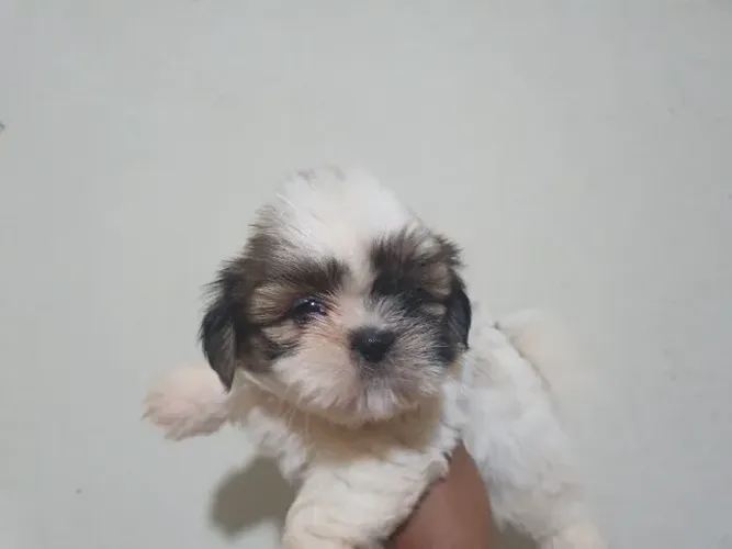 lindas fêmeas de shih tzu com documentaçao