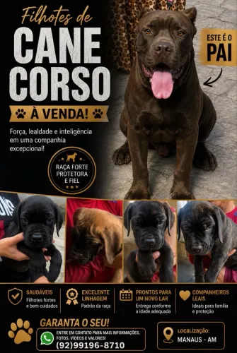 Filhotes de Cane Corso disponíveis
