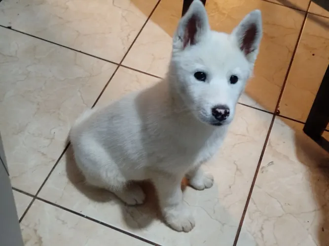 Filhote husky