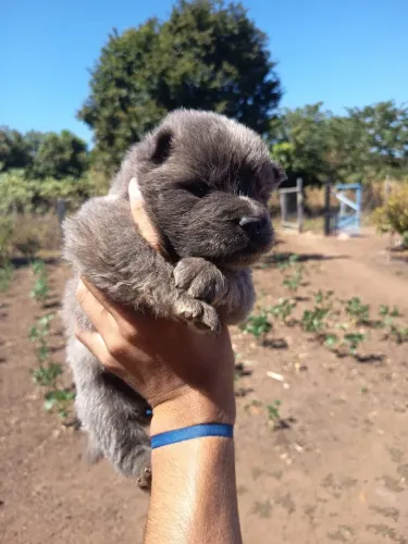 Vende-se filhotes do Chow chow 