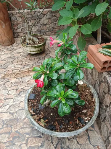 Plantas do deserto
