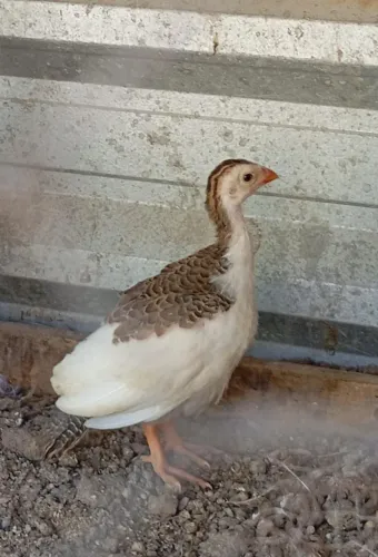 Galinha da angola