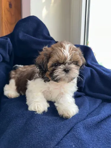 Shih Tzu Um pequeno companheiro com um coração enorme