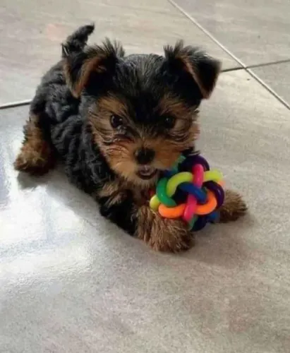 Filhote Yorkshire Terrier, Lambidas garantidas e felicidade sem fim!