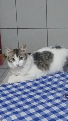 GATO JOSÉ - ADOÇÃO 