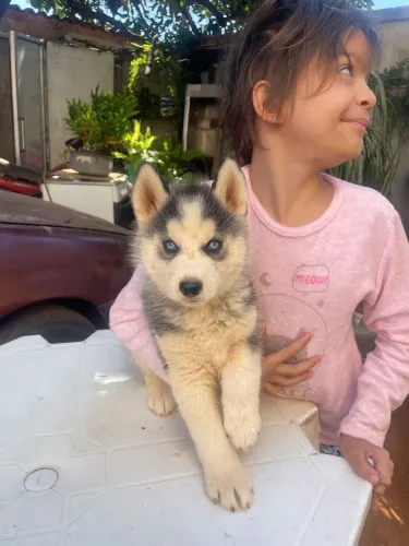 Husky siberiano 