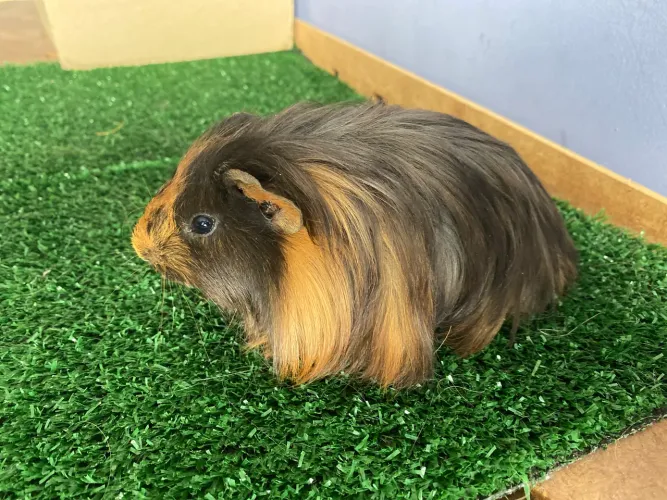 Promo de 3 dias Porquinhos da india sheltie filhotes