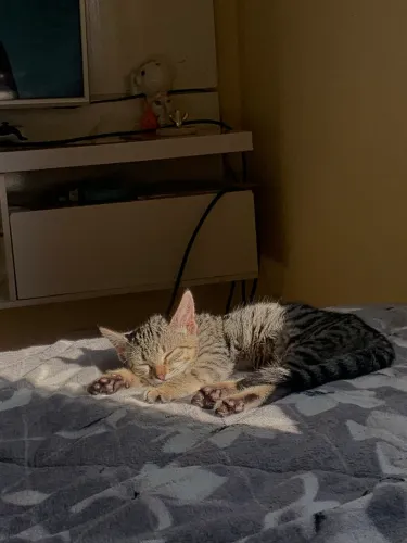 Doação de gato 