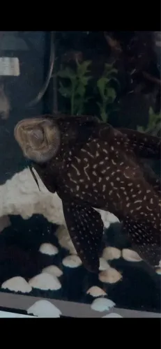 Vendo Aquário 20 litros com acessórios