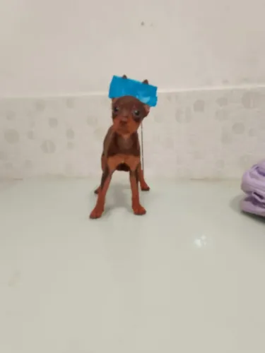 Pinscher femia chocolate 