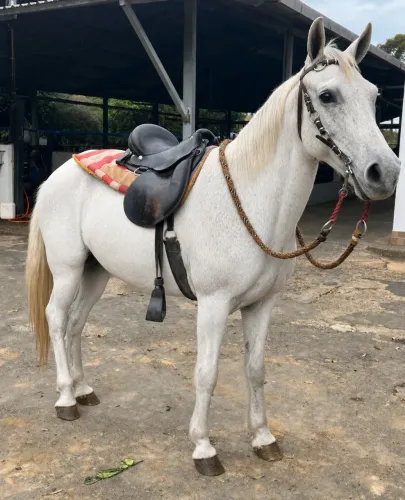 Mangalarga Marchador Tordilho