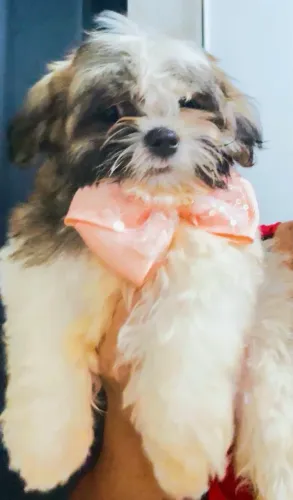 Lindos e pequeninos  Bebês da Esmeralda