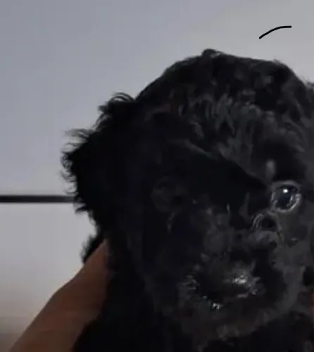 Poodle toy fêmea disponível 1,000,00 