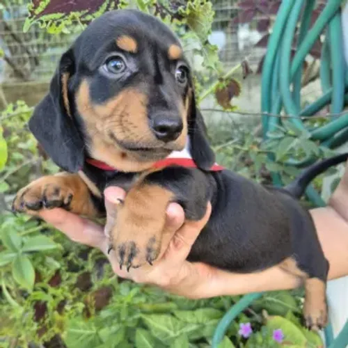 Lindo Basset Pretinho macho