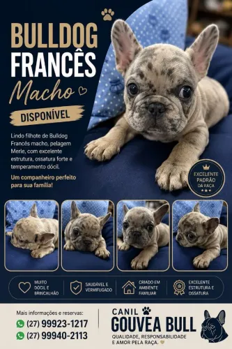Vendo filhotes de Buldogue francês macho e fêmea Merlin e sangue azul