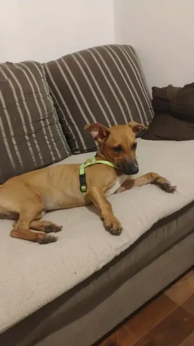 Cadelinha de 1 ano castrada para adoção