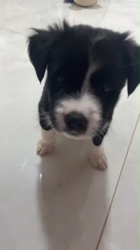 Doa-se cachorrinha fêmea filhote 
