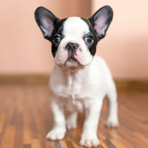 Bulldog Frances