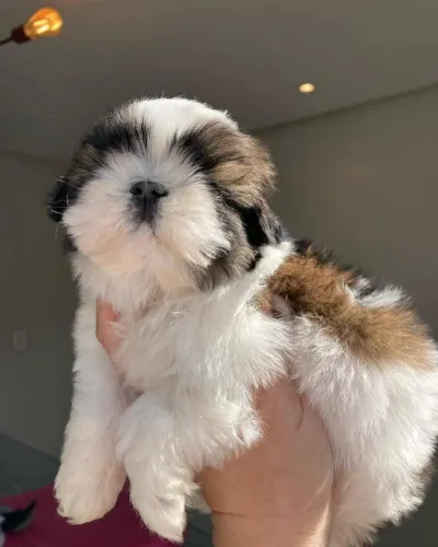 Filhotes de Shih Tzu | Filhotes prontos pra nova casa!