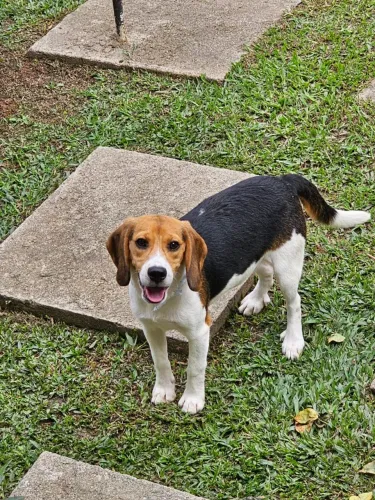 Beagle | Entrega em Foz dia 27/03