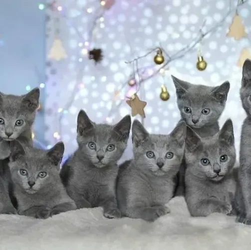Russian Blue Pura Fofura 
