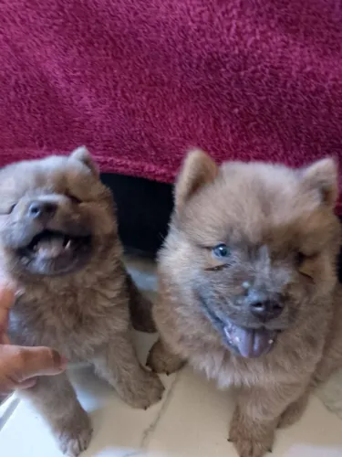 Filhote de Chow Chow