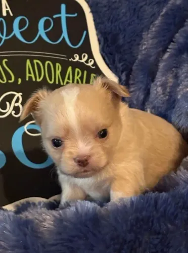 Chihuahua Amor em forma de filhote, tenho ambos os sexos!