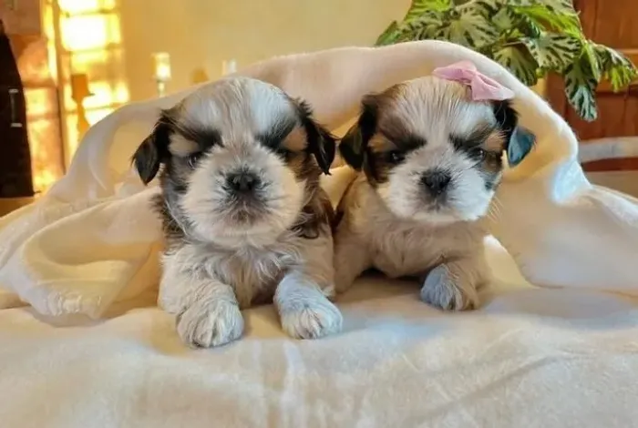 Shih Tzu Bicolor Fêmea - Alegre, Leal e Muito Fofo!