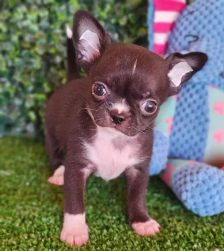 Chihuahua: Companheiro leal! Príncipe da sua vida!