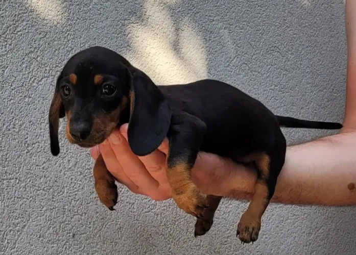 Teckel - Macho com pedigree, 57 dias-Dani