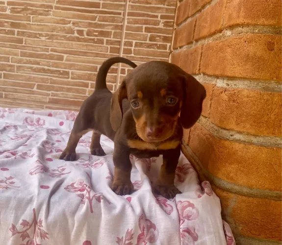 Teckel (Salsicha) - Disponível Chocolate macho 