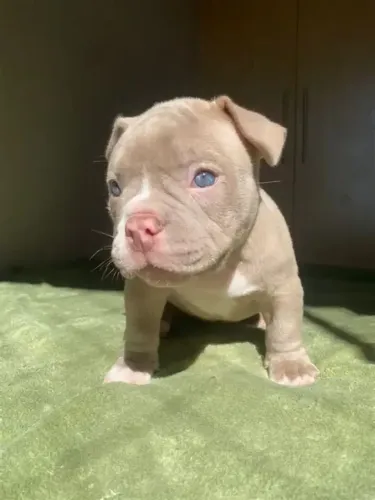 American Bully ? Forte, carinhoso e leal!