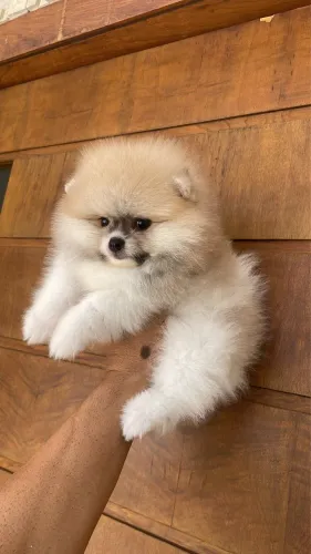 Maravilhoso machinho de Lulu  anão