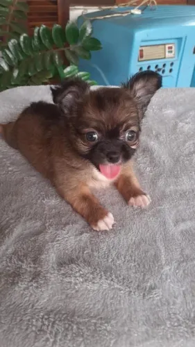 Chihuahua o menor cão do mundo!