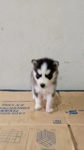 Filhote Husky Siberiano, Os filhotinhos mais encantadores esperam por você!