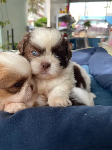 Shihtzu machinho branco e chocolate $1.200,00