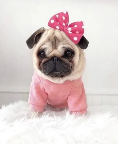 Filhote Pug fêmea e machos feito uma barbie 