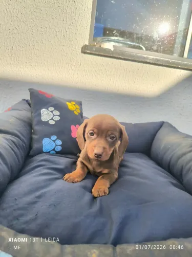 Dachshund 