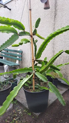 Seis mudas de pitaya polpa branca casca rosa.