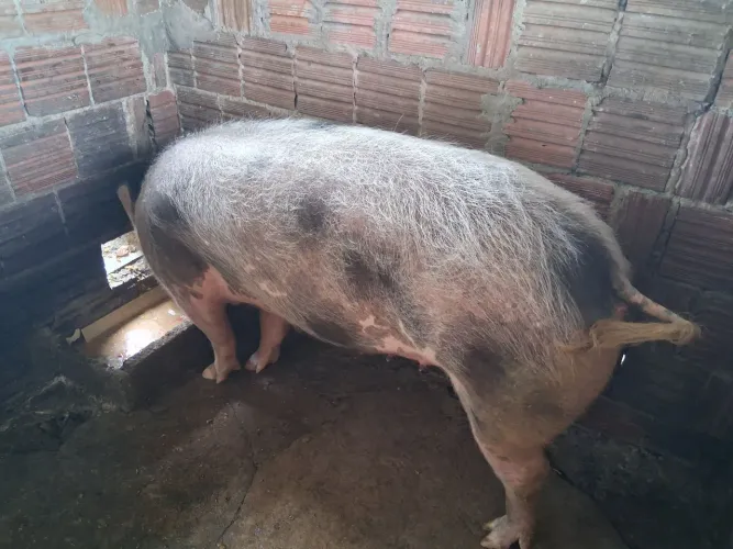 Porca a venda
