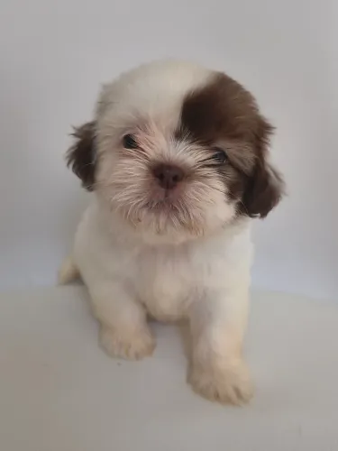 Shih Tzu *FÊMEA* *PRONTA ENTREGA*