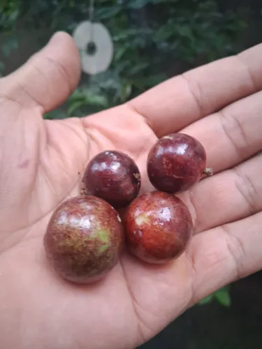 Jabuticabeira híbrida produzindo 1.90m