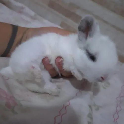 Mini Lop 