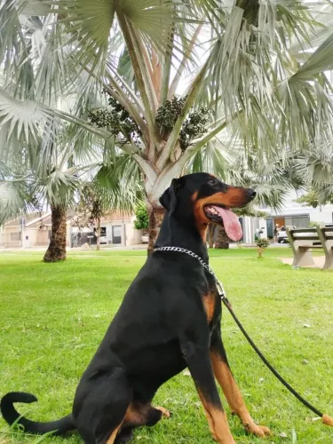 Doberman Macho, 3 anos, não castrado