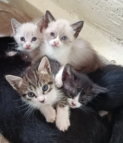 Doação de filhotinhos de Gatos