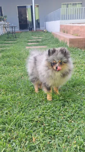 Venda de filhotes spitz alemão